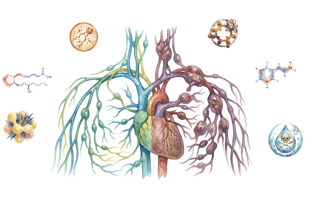 Lymphatic System: The Missing Link to Clear, Youthful Skin